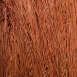 Chestnut